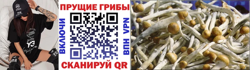 Псилоцибиновые грибы Magic Shrooms  mega   Шагонар 